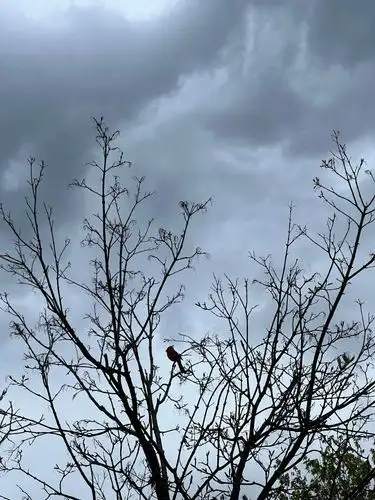 A pop of red on a gray day.